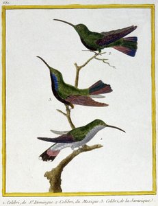 Ciencia. Zoología. Colibrí de Santo Domingo, México y Jamaica. Grabado por François Nicolas Martinet en: Histoire naturelle des oiseaux, por Georges Louis Leclerc de Buffon, Francia, c.1777 de Francois Nicolas Martinet