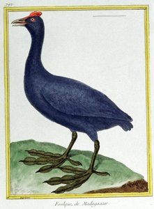 Ciencia. Zoología. Pato de Madagascar. Grabado por François Nicolas Martinet en: Histoire naturelle des oiseaux, por Georges Louis Leclerc de Buffon, Francia, c.1777 de Francois Nicolas Martinet