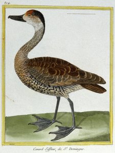 Ciencia. Zoología. Ánade de Santo Domingo. Grabado de François Nicolas Martinet en: Histoire naturelle des oiseaux, por Georges Louis Leclerc de Buffon, Francia, c.1777