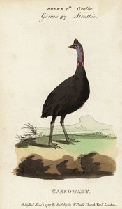 Casuario del sur, Casuarius casuarius de Francois Nicolas Martinet
