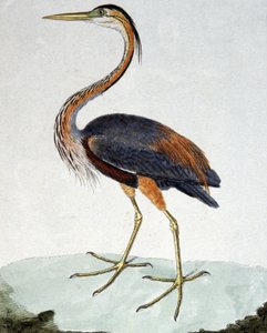 La Garza Morada de Francois Nicolas Martinet