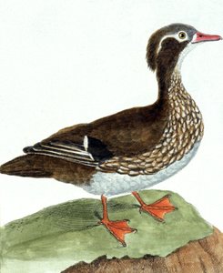 El cerceta de Francois Nicolas Martinet