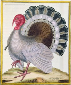 Pavo, de 