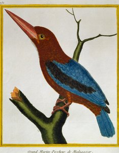 Martín pescador de garganta blanca (Halcyon smyrnensis), de Histoire naturelle des oiseaux de Francois Nicolas Martinet
