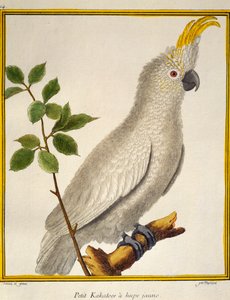 Cacatúa de cresta amarilla (Cacatua sulphurea), de Histoire naturelle des oiseaux de Francois Nicolas Martinet