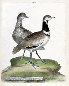 Tabla zoológica (ornitología): frente: avutarda pequeña o caña macho pequeña y atrás: caña hembra pequeña (avutarda canepetiere o tetrax tetrax). Ilustración en “La Historia de los Pájaros, Pintados en Sus Aspectos Aparientes y Sensibles” de Francois Nicol de Francois Nicolas Martinet