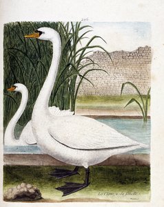 En frente: el cisne y detrás su hembra (cisne tuber o cygnus olor). Ilustración en “La Historia de los Pájaros, Pintados en Sus Aspectos Aparecidos y Sensibles” de Francois Nicolas Martinet (1731-1800). Colección privada. de Francois Nicolas Martinet