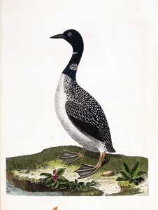 Gráfico zoológico (ornitología): colimbo grande (Gavia immer). Ilustración en “La Historia de las Aves, Pintadas en Sus Aspectos Aparientes y Sensibles” de François Nicolas Martinet (1731-1800). Colección privada. de Francois Nicolas Martinet