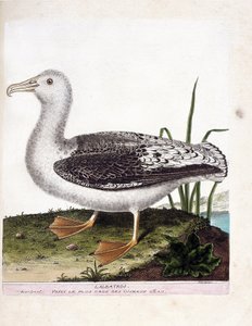 Tabla zoológica (ornitología): Albatros (albatros aullador o diomedea exulans). Ilustración en 