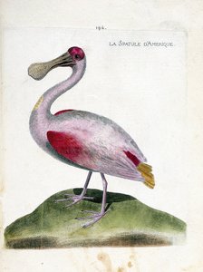 Gráfico zoológico (ornitología): espátula rosada americana (Platalea ajaja). Ilustración en “La Historia de las Aves, Pintadas en Sus Aspectos Aparientes y Sensibles” de François Nicolas Martinet (1731-1800). Colección privada.