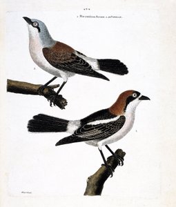 Abajo: el alcaudón cabecirrojo (lanius senator) y su hembra (alcaudón dorsirrojo o lanius collurio) en la rama superior.