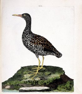 Tabla zoológica (ornitología): el rale de Caienne (rale manchado o pardirallus maculatus). Ilustración en 