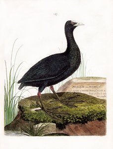 Tabla zoológica (ornitología): focha o Moselle (Macroule cot o fulica atra). Ilustración en “La Historia de las Aves, Pintadas en Sus Aspectos Aparecidos y Sensibles” por Francois Nicolas Martinet (1731-1800). Colección privada de Francois Nicolas Martinet