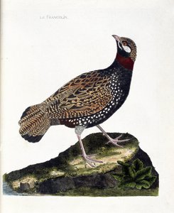 Tabla zoológica (ornitología): Francolín (francolín negro o francolinus francolinus). Ilustración en 
