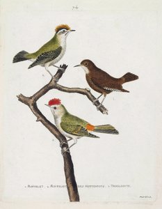 Tabla zoológica (ornitología). De arriba a abajo: roitelet (triple vendaje o regulus ignicapilla), troglodyte (troglodyte lindo o troglodyte) y roitelet de hottentots (corona de rubí) en una rama. Ilustración en 