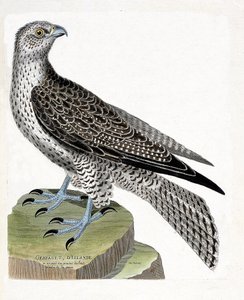 Gráfico zoológico (ornitología): gerfaut islandés (halcón gerfaut o falco rusticolus). Ilustración en “La Historia de los Pájaros, Pintados en Sus Aspectos Aparientes y Sensibles” de Francois Nicolas Martinet (1731-1800). Colección privada de Francois Nicolas Martinet