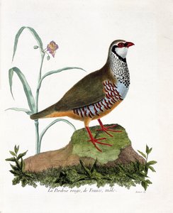 Tabla zoológica (ornitología): La perdiz roja de Francia, macho (perdiz roja o alectoris rufa). Ilustración en 