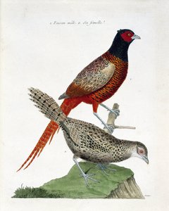 Tabla zoológica (ornitología): Faisán macho y hembra (faisán colchid o Phasianus colchicus). Ilustración en 
