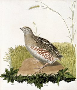 Tabla zoológica (ornitología): Codorniz macho (codorniz azul o coturnix coturnix). Ilustración en 