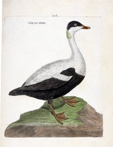 Gráfico zoológico (ornitología): eider común (Somateria mollissima). Ilustración en “La Historia de las Aves, Pintadas en Sus Aspectos Aparientes y Sensibles” de François Nicolas Martinet (1731-1800). Colección privada.