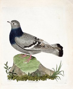 Tabla zoológica (ornitología): Paloma bravía (Columbia livia). Ilustración en “La Historia de las Aves, Pintadas en Sus Aspectos Aparecidos y Sensibles” por Francois Nicolas Martinet (1731-1800). Colección privada