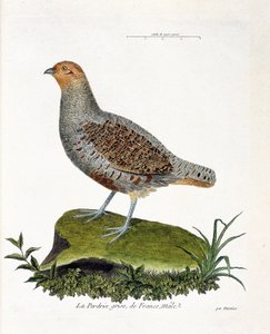 Tabla zoológica (ornitología): La perdiz gris de Francia, macho (perdiz gris o perdiz). Ilustración en 