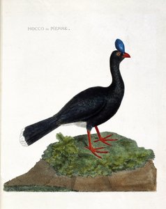 El hocco o piedra (Hocco a stone o pauxi pauxi). Ilustración en “La Historia de los Pájaros, Pintados en Sus Aspectos Aparecidos y Sensibles” de Francois Nicolas Martinet (1731-1800). Colección privada. de Francois Nicolas Martinet