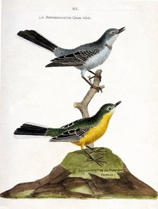 Tabla zoológica (ornitología): El macho de la lavandera blanca (Motacilla alba) en una rama y la hembra de la lavandera boyera (Motacilla flava). Ilustración en “La Historia de las Aves, Pintadas en Sus Aspectos Aparecidos y Sensibles” por Francois Nicolas de Francois Nicolas Martinet
