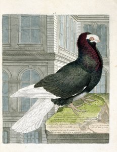 Tabla zoológica (ornitología): El palomo capuchón (palomo enano o columba livia). Ilustración en 