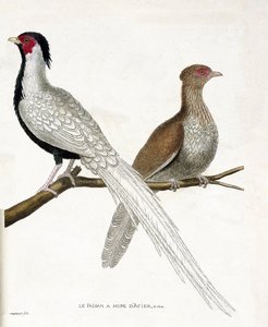 Tabla zoológica (ornitología): El faisán tiene una hupe de acero chino y su hembra (faisán plateado o Lophura nycthemera) en una rama. Ilustración en 