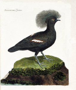 El faisán de la India (goura crown o goura cristata). Ilustración en “La Historia de los Pájaros, Pintados en Sus Aspectos Aparecidos y Sensibles” de Francois Nicolas Martinet (1731-1800). Colección privada. de Francois Nicolas Martinet