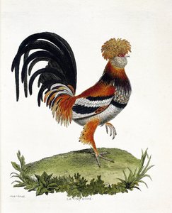 Tabla zoológica (ornitología): El gallo (gallo doméstico o gallus gallus). Ilustración en 