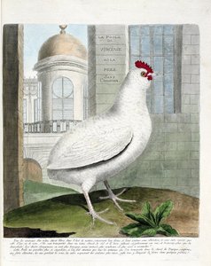 Tabla zoológica (ornitología): Gallina de Virginia o gallinas sin rabadilla (gallina doméstica iu gallus gallus). Ilustración en “La Historia de las Aves, Pintadas en Sus Aspectos Aparecidos y Sensibles” por Francois Nicolas Martinet (1731-1800). Colección de Francois Nicolas Martinet