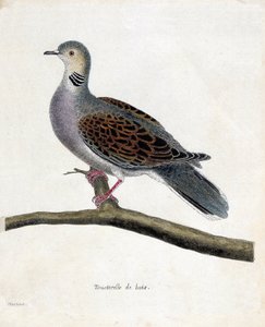 Tabla zoológica (ornitología): Paloma silvestre (paloma silvestre o streptopelia turtur) en una rama. Ilustración en 
