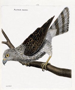 Tabla zoológica (ornitología): alrededor rubio (azores alrededor o accipiter gentilis) en una rama. Ilustración en 