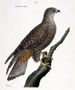 Milvus migrans negro en una rama. Ilustración en “La Historia de los Pájaros, Pintados en Sus Aspectos Aparecidos y Sensibles” de Francois Nicolas Martinet (1731-1800). Colección privada. de Francois Nicolas Martinet