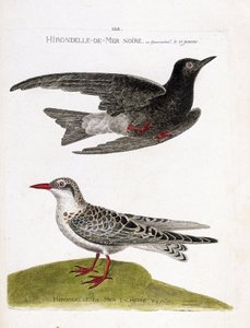 Tabla zoológica (ornitología): golondrina de mar negra (golondrina de mar o enana negra o chlidonias niger) en vuelo y golondrina de mar moteada (moustac guifette o chlidonias hybrida). Ilustración en “La Historia de las Aves, Pintadas en Sus Aspectos Apar de Francois Nicolas Martinet
