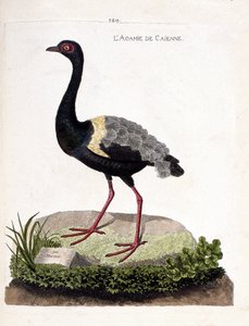 Gráfico zoológico (ornitología): agami de Cayena (Psophia crepitans). Ilustración en “La Historia de las Aves, Pintadas en Sus Aspectos Aparientes y Sensibles” de François Nicolas Martinet (1731-1800). Colección privada. de Francois Nicolas Martinet