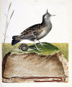 Cochevis (cochevis huppe o Galerida cristata). Ilustración en “La Historia de los Pájaros, Pintados en Sus Aspectos Aparecidos y Sensibles” de Francois Nicolas Martinet (1731-1800). Colección privada.