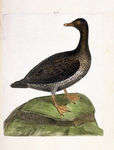 Carta zoológica (ornitología): eider hembra (eider a down o somateria mollissima). Ilustración en “La Historia de los Pájaros, Pintados en Sus Aspectos Aparientes y Sensibles” de Francois Nicolas Martinet (1731-1800). Colección privada. de Francois Nicolas Martinet
