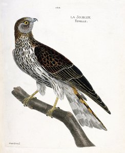 Gráfico zoológico (ornitología): hembra de soubuse (busard saint martin o circus cyaneus) en una rama. Ilustración en “La Historia de los Pájaros, Pintados en Sus Aspectos Aparientes y Sensibles” de Francois Nicolas Martinet (1731-1800). Colección privada
