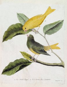 Tabla zoológica (ornitología): de abajo hacia arriba: El serín hupe (serín de los canarios o serinus canaria) y el serín de los canarios en una rama. Ilustración en “La Historia de las Aves, Pintadas en Sus Aspectos Aparecidos y Sensibles” por Francois Nic