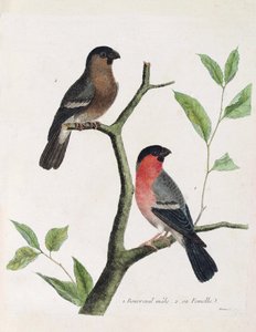 Tabla zoológica (ornitología): de abajo hacia arriba: macho y hembra de camachuelo (camachuelo común o pyrrhula pyrrhula) en una rama. Ilustración en “La Historia de las Aves, Pintadas en Sus Aspectos Aparecidos y Sensibles” por François Nicolas Martinet ( de Francois Nicolas Martinet