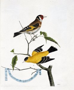 Tabla zoológica (ornitología): de arriba a abajo: El jilguero (jilguero elegante o carduelis carduelis) y el jilguero de China (tarin triste o carduelis tristis) en una rama. Ilustración en 