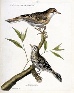 Tabla zoológica (ornitología): de arriba a abajo: la alondra de los pantanos (pipit rousseline o anthus campestris) y el cujelier (pipit farlouse o anthus pratensis) en una rama. Ilustración en 