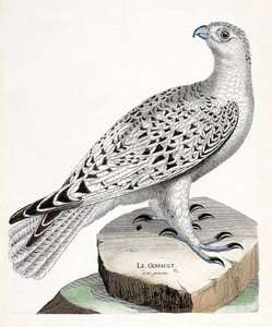 Gráfico zoológico (ornitología): halcón gerifalte (Falco rusticolus). Ilustración en “La Historia de las Aves, Pintadas en Sus Aspectos Aparientes y Sensibles” de François Nicolas Martinet (1731-1800). Colección privada.