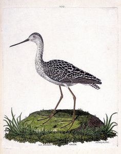 Tabla zoológica (ornitología): aguja gris (aguja roja o limosa lapponica). Ilustración en “La Historia de las Aves, Pintadas en Sus Aspectos Aparecidos y Sensibles” por Francois Nicolas Martinet (1731-1800). Colección privada de Francois Nicolas Martinet