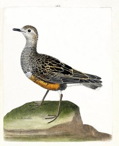 Tabla zoológica (ornitología): guignard (chorlito guignard o eudromias morinellus). Ilustración en 