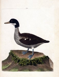 Carta zoológica (ornitología): cerceta de Java (cerceta gris o anas gibberifrons). Ilustración en “La Historia de los Pájaros, Pintados en Sus Aspectos Aparientes y Sensibles” de Francois Nicolas Martinet (1731-1800). Colección privada. de Francois Nicolas Martinet