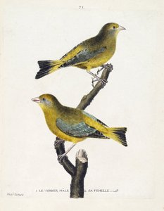 Tabla zoológica (ornitología): macho y hembra de verderón (verderón europeo o carduelis chloris) en una rama. Ilustración en 